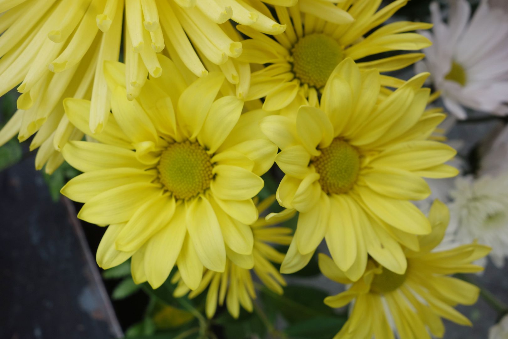  photo DSC02684a_zps4cbad4ab.jpg
