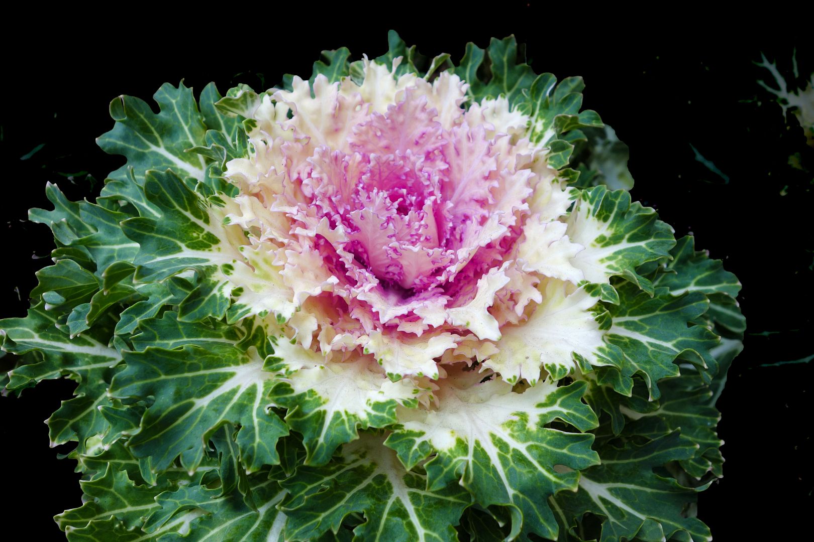 cabbage photo DSC03777a_zps6e97bbed.jpg