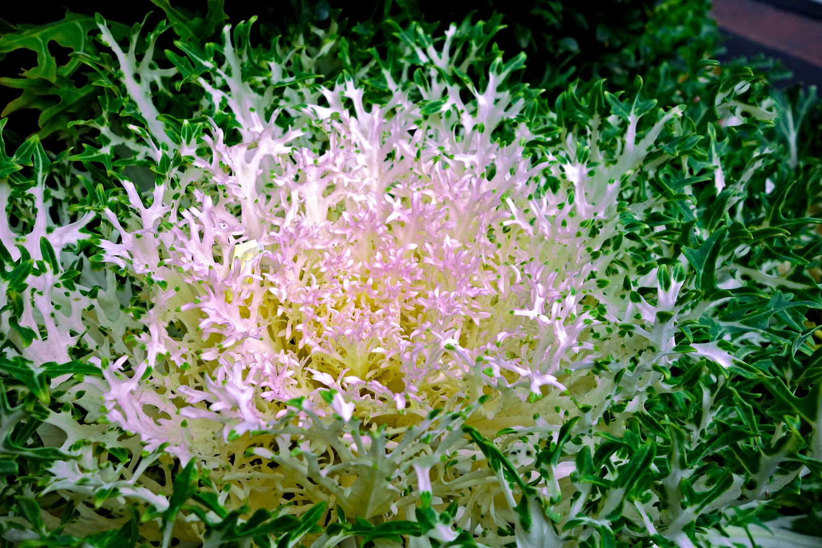 cabbage photo DSC03780a_zpsf94f12a7.jpg