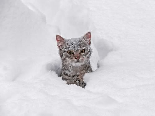 cat-in-snow.jpg