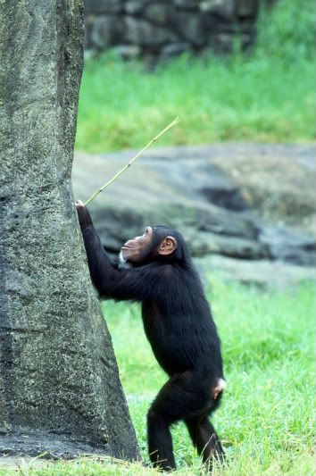 chimp-stick-tree Pictures, Images and Photos