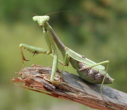 praying-mantis-445x387.jpg