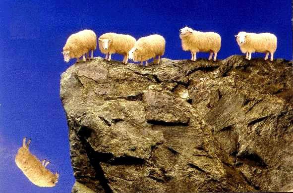 sheep-cliff-591x390.jpg
