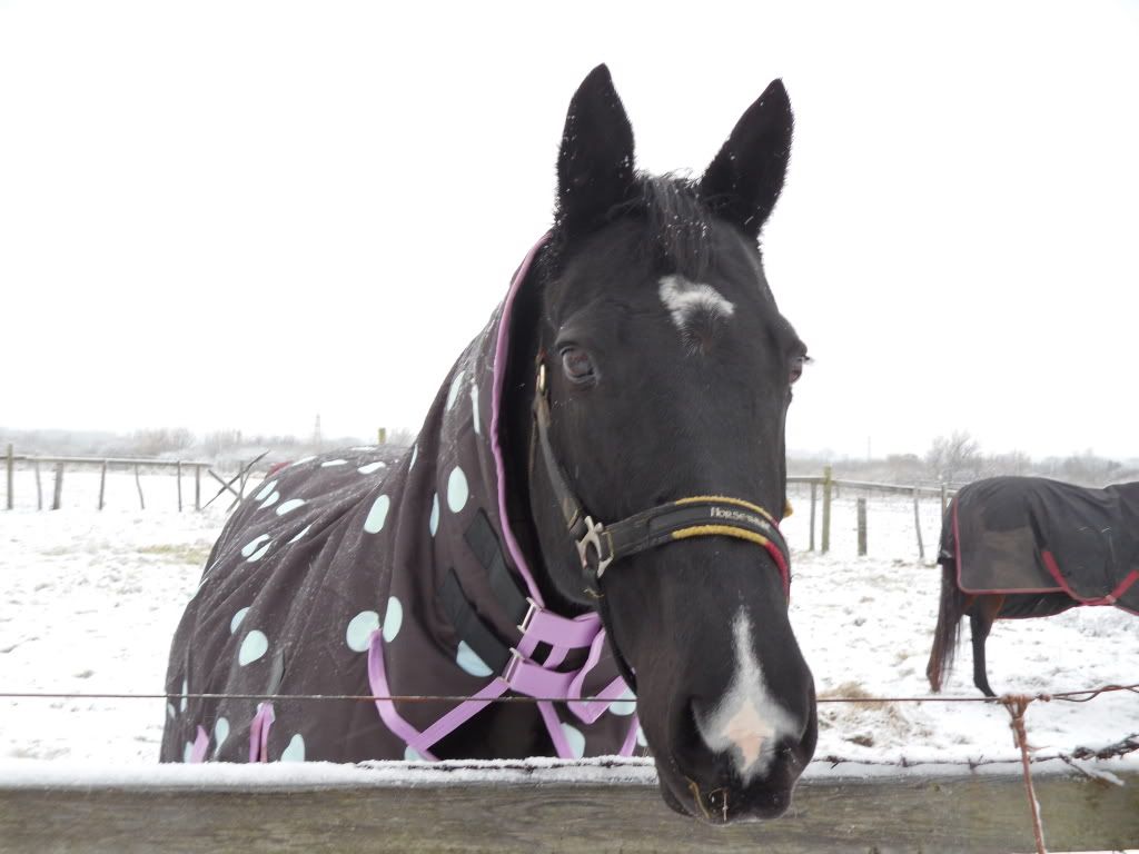 Colourful/funky horse rugs?