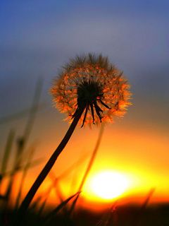  photo 75640-dandelion_zpsdidwucyt.jpg