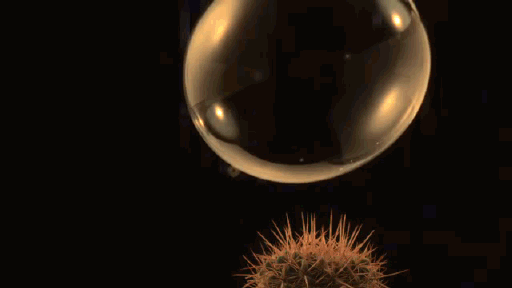  photo gif-bubble-cactus-slow-motion-10260251_zpsbdpkqgkf.gif