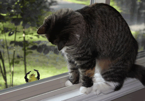 photo monty-python-bird-mocking-cat-window-1358433426Q1_zps8sr18og3.gif