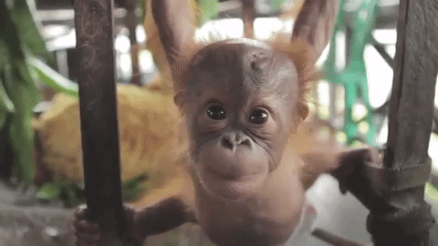  photo rickina-the-baby-orangutan1_zpsmlliqsdk.gif