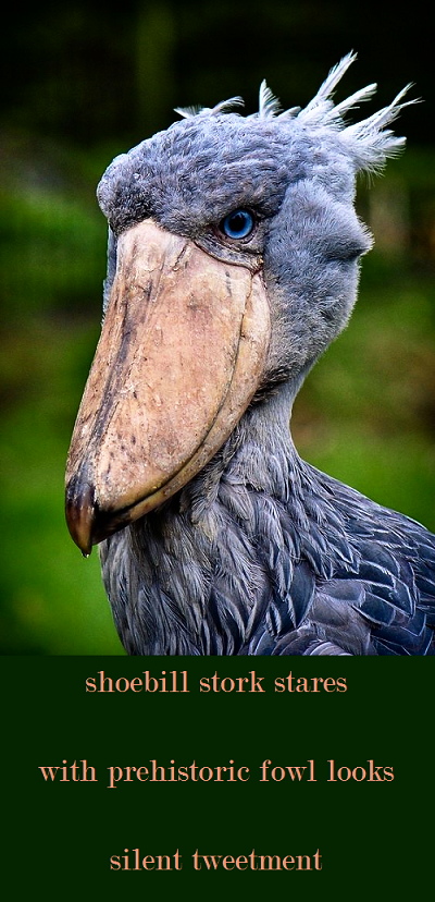 haiku (shoebill stork stares) photo ebb998cc-0564-436f-ad7e-7fa9bb3bab70_zpsyygt3ovq.png