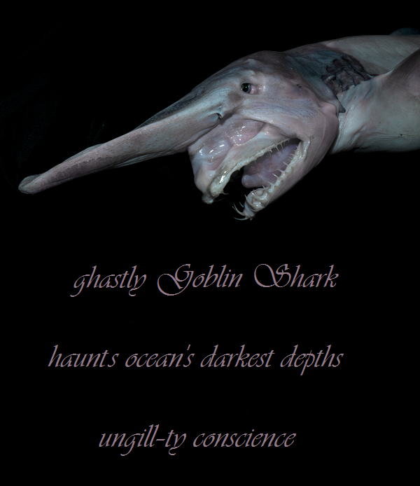  photo haiku ghastly Goblin Shark_zps4kjwh7wp.png