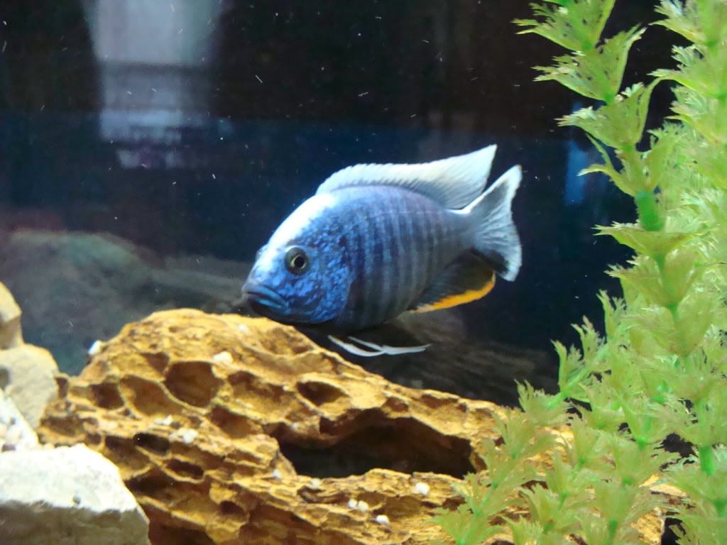 Blue Oscar Fish