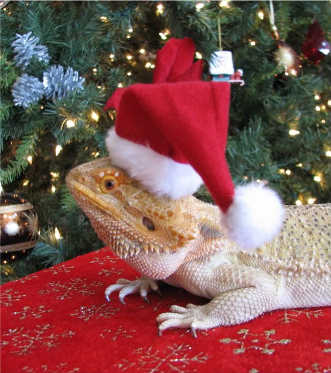Merry Christmas!! • Bearded Dragon . org