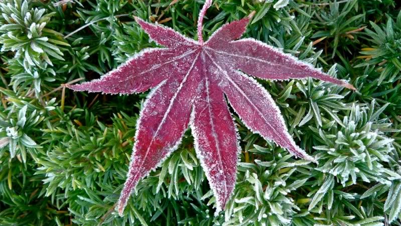 Frost-ringed Maple Leaf