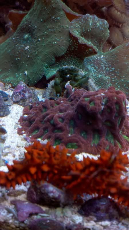 2011 09 24 20 09 12 553 - Cool picture - Thorny Starfish, Maze brain, Emerald crab...