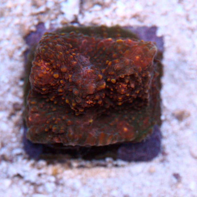IMG 9240 - Hot fish hot corals!
