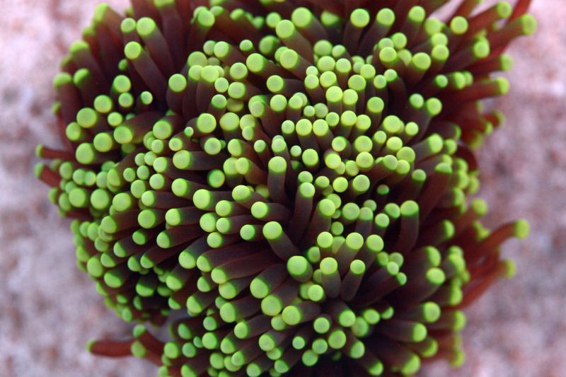 IMG 9252 - Hot fish hot corals!
