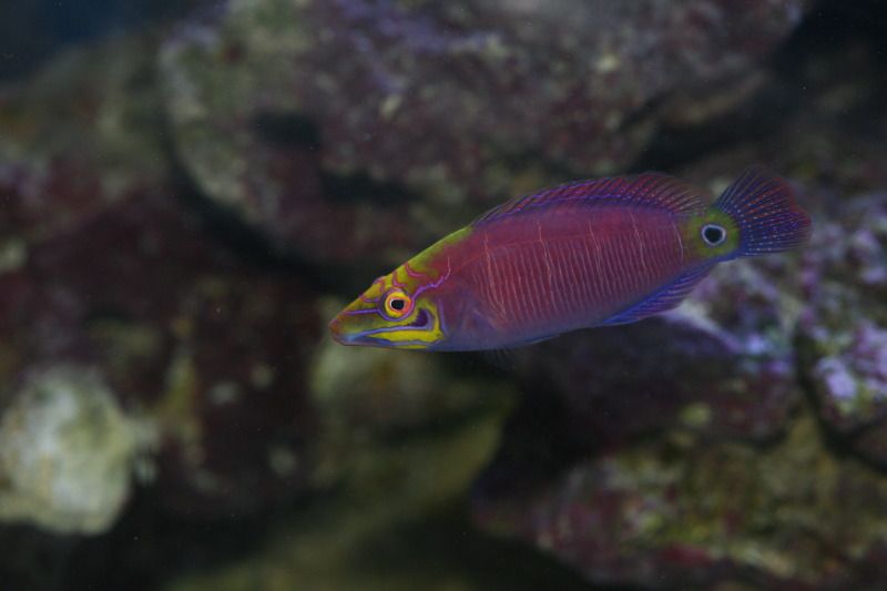 IMG 0530 - New fish pics!