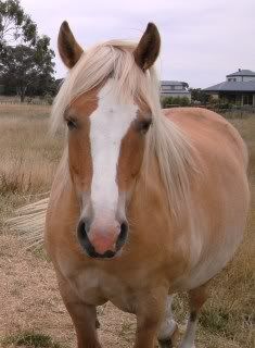 http://i627.photobucket.com/albums/tt357/pheebleandwendy/kidsandponies0092.jpg