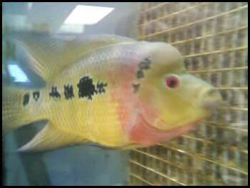 example of fish