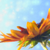 iconstocksunflowersml.png