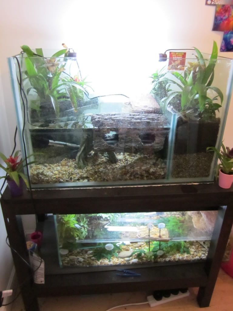 Musk Turtle tank set up ? Reptile Forums