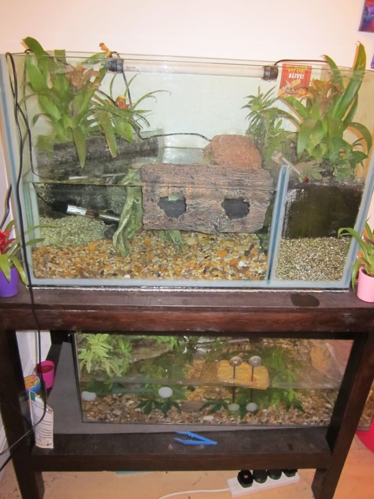 Musk Turtle tank set up ? Reptile Forums