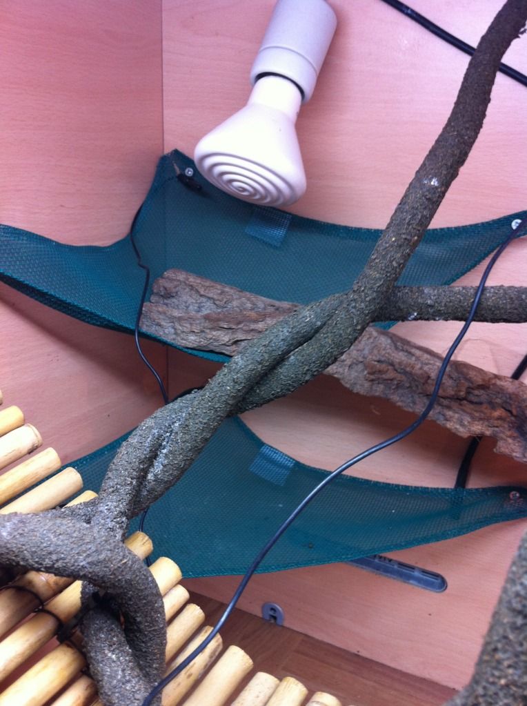 chinese water dragon viv Reptile Forums