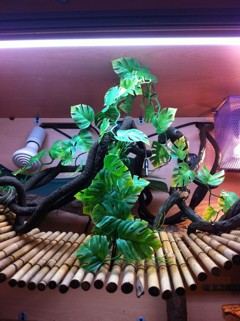 chinese water dragon viv Reptile Forums