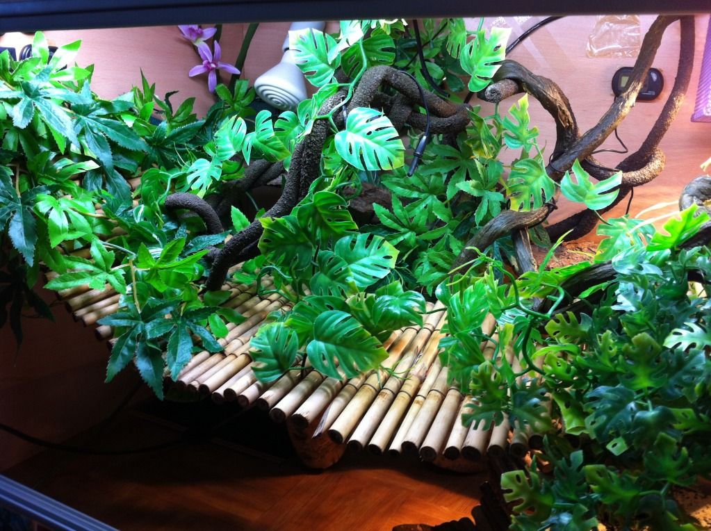 chinese water dragon viv Reptile Forums
