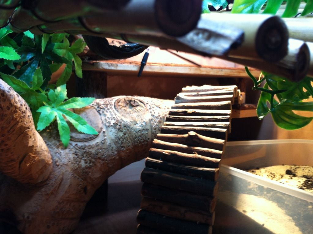 chinese water dragon viv Reptile Forums