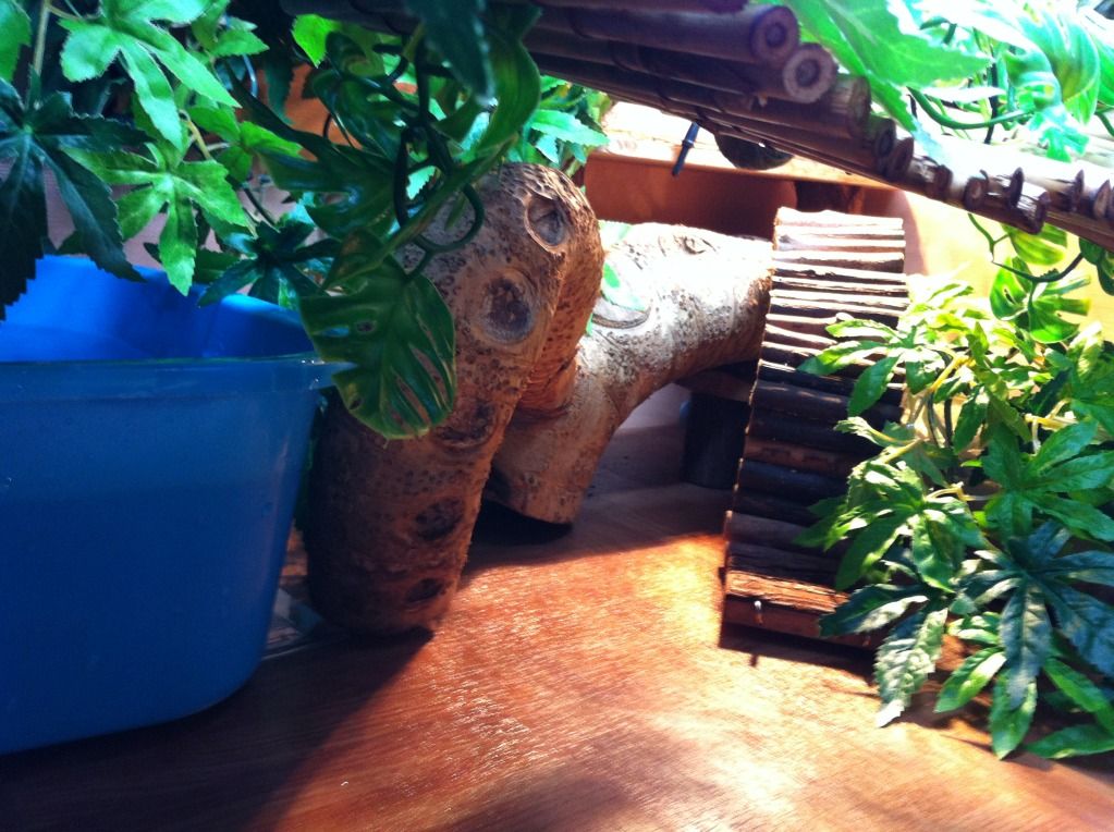 chinese water dragon viv Reptile Forums