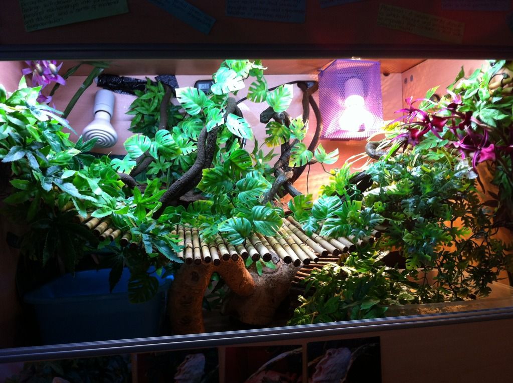 chinese water dragon viv Reptile Forums