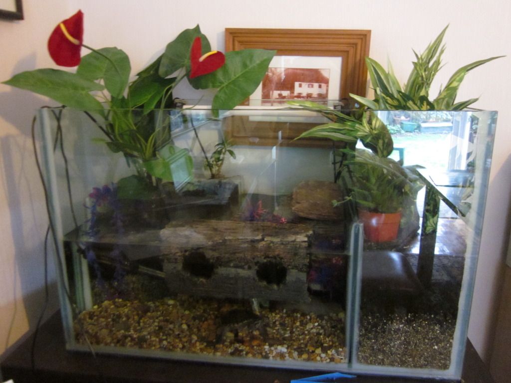musk turtle tank Reptile Forums