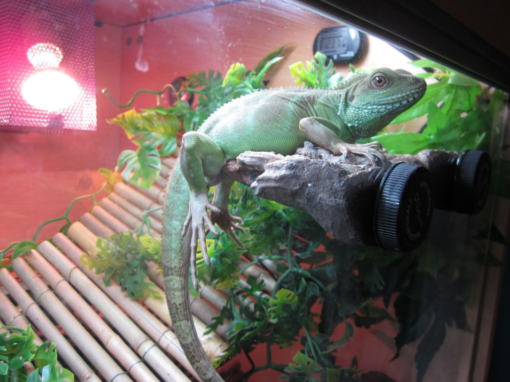 My Chinese Water Dragon (pic heavy) Reptile Forums