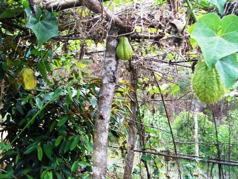 DALAT CLUB - Nơi hội tụ những người yêu Đà Lạt - 1