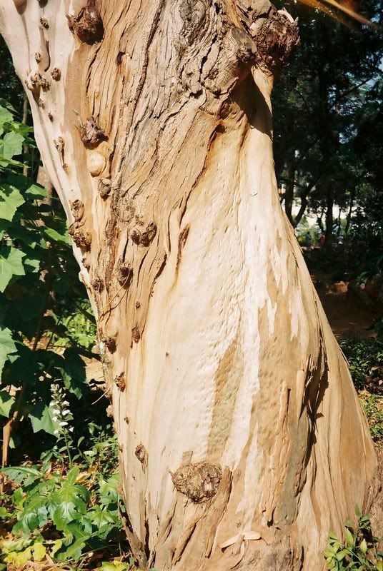 Eucalyptus.jpg