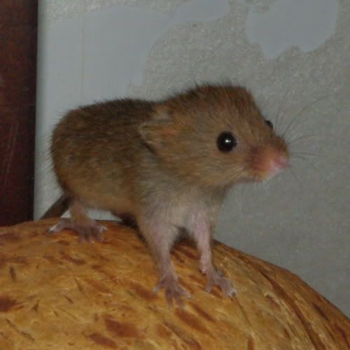 Harvest Mice For Sale York Reptile Forums