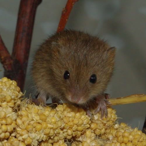 Harvest Mice For Sale York Reptile Forums