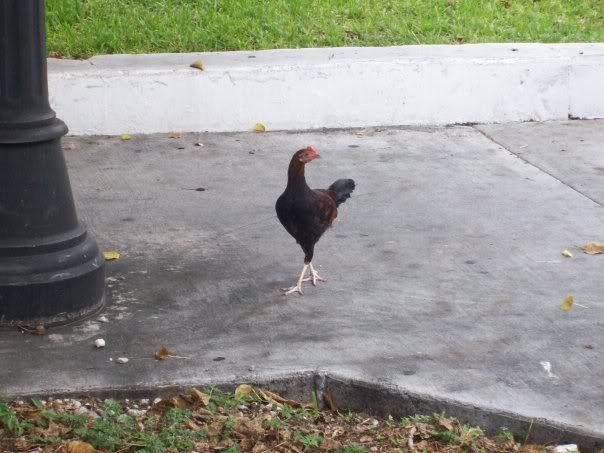 rooster.jpg